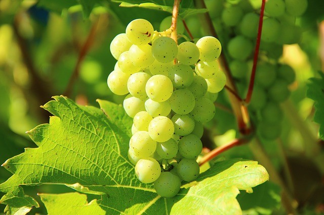 Montemurlo Sagra dell'uva Prato