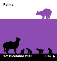 Arezzo Esposizione Internazionale Felina 2018