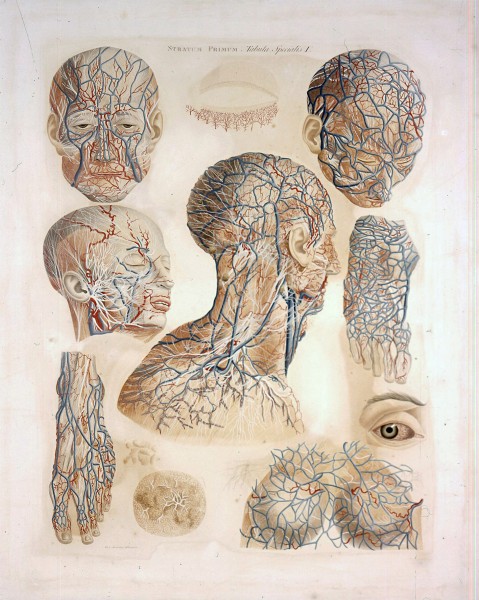 Pisa mostra Anatomia. Realtà e rappresentazione