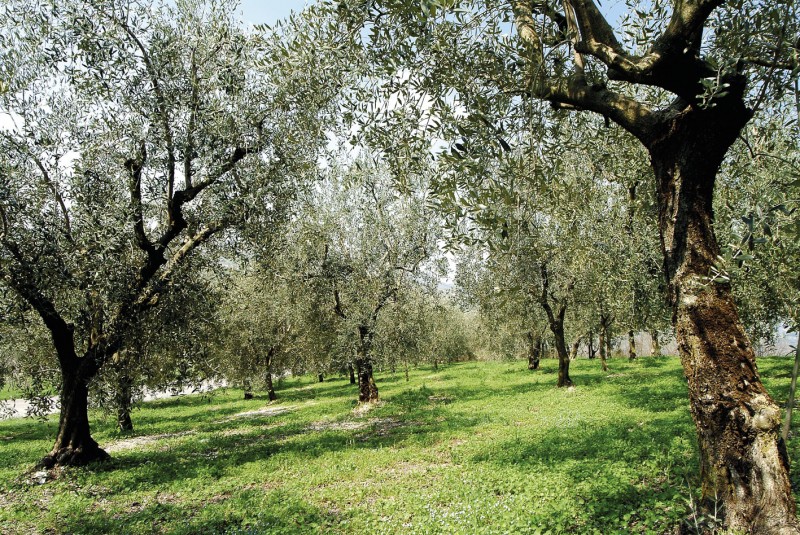 Vicopisano manifestazione Camminata tra gli olivi Pisa