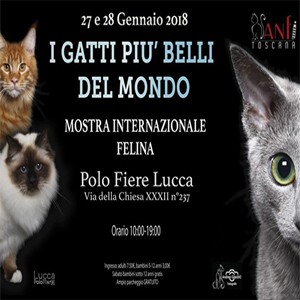 Lucca Mostra Internazionale Felina