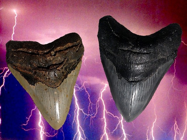 Prato mostra Denti fossili di squalo tra leggenda e scienza